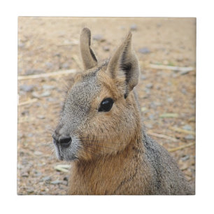 PATAGONIAN MARA FLIESE