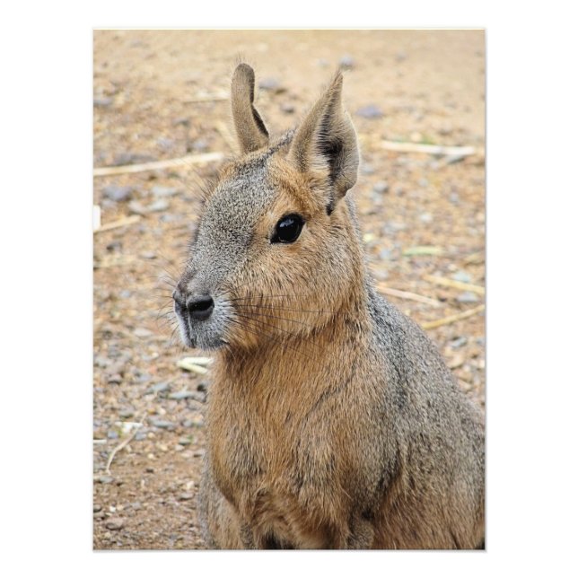 PATAGONIAN MARA FOTODRUCK (Vorne)