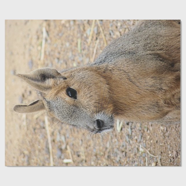 PATAGONIAN MARA GESCHENKPAPIER (Flach)
