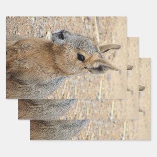 PATAGONIAN MARA GESCHENKPAPIER SET