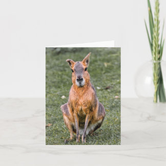 Patagonian Mara Karte