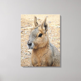PATAGONIAN MARA LEINWANDDRUCK