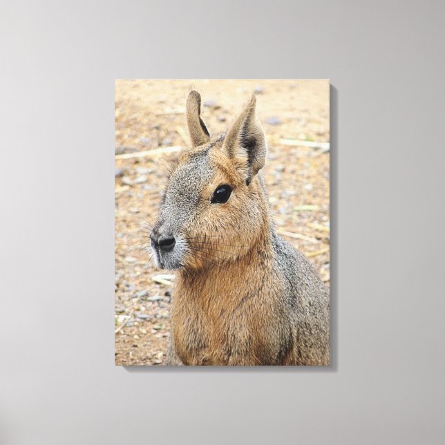 PATAGONIAN MARA LEINWANDDRUCK (Vorderseite)