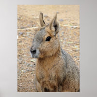 PATAGONIAN MARA