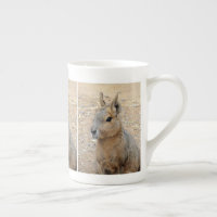 PATAGONIAN MARA