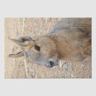 PATAGONIAN MARA SEIDENPAPIER