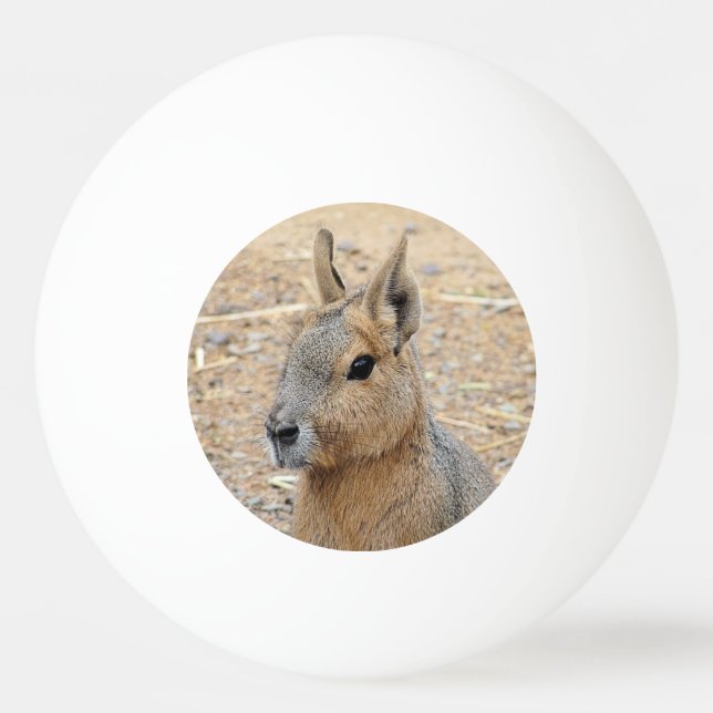 PATAGONIAN MARA TISCHTENNISBALL (Vorderseite)