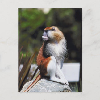 Patas-Affe Postkarte