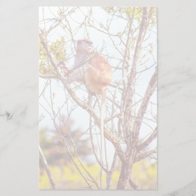 Patas ist Up a Tree Briefpapier (Vorderseite)