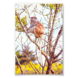Patas ist Up a Tree Fotodruck