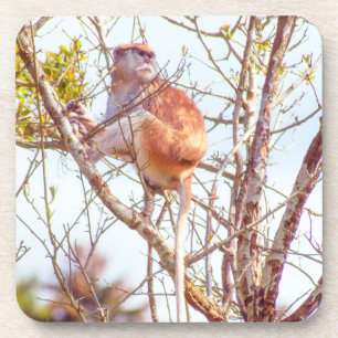 Patas ist Up a Tree Getränkeuntersetzer
