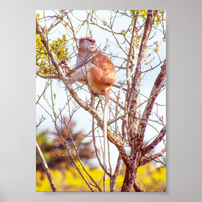Patas ist Up a Tree Poster (Vorne)
