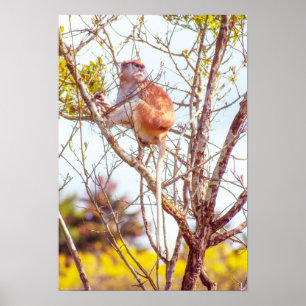 Patas ist Up a Tree Poster