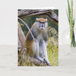 Patas Monkey Karte