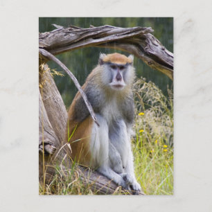 Patas Monkey Postkarte