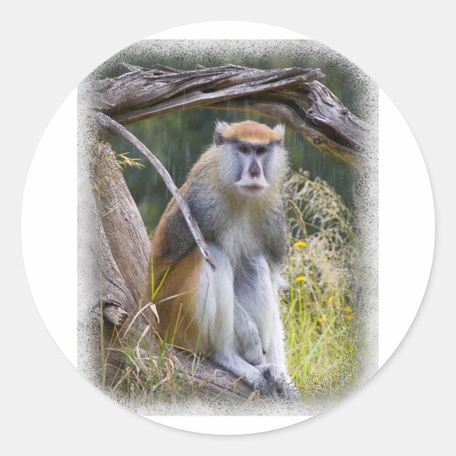 Patas Monkey Runder Aufkleber (Vorderseite)