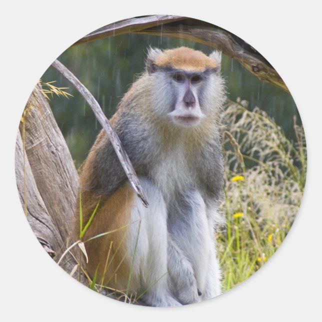 Patas Monkey Runder Aufkleber (Vorderseite)