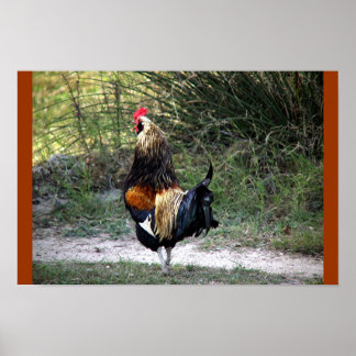 PATCH WORK ROOSTER! POSTER