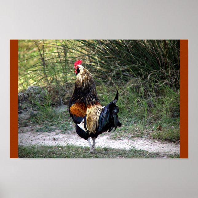 PATCH WORK ROOSTER! POSTER (Vorne)