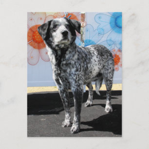 Patches - Blue Tick Pointer -1 Postkarte