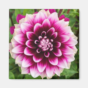 Patches Dahlia Magnet