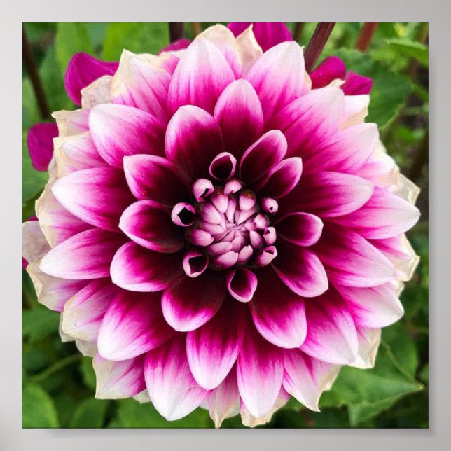 Patches Dahlia Poster (Vorne)