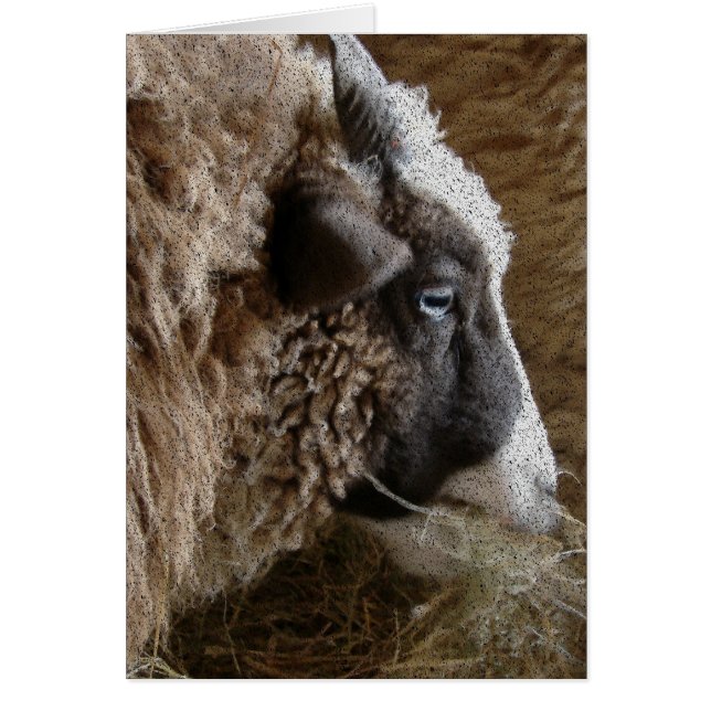 Patchwork Amy (Vorne)