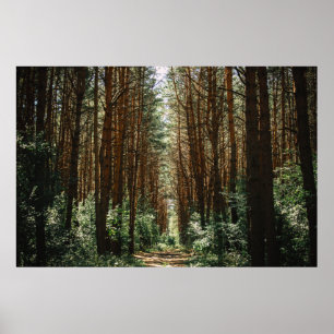PATHWAY IM WALD POSTER
