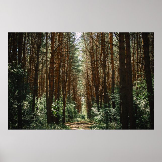 PATHWAY IM WALD POSTER (Vorne)