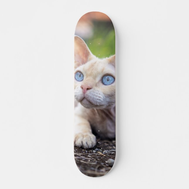 Patineta Gato Ojos Azules Devon Rex Skateboard (Vorne)