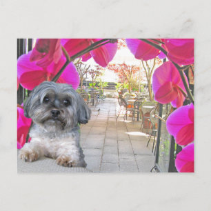 Patio Café Postcard Postkarte