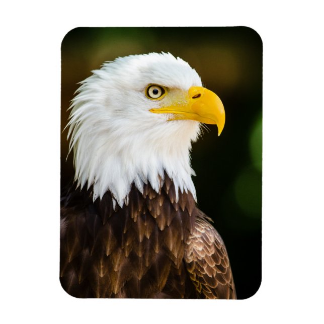 Patriotic Adult American Bald Eagle Magnet (Vertikal)