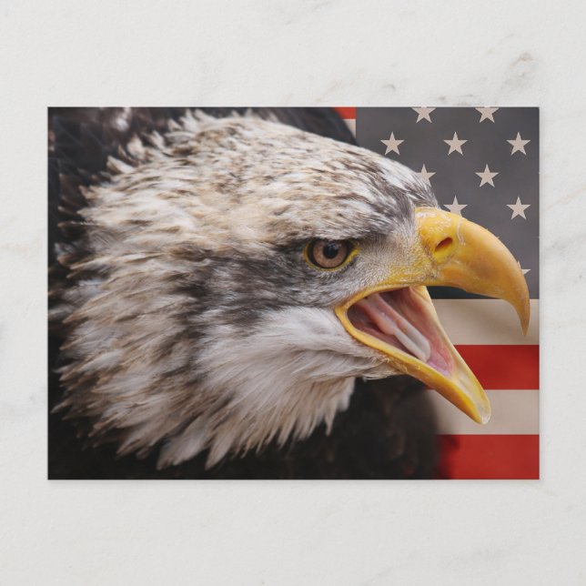 Patriotic Eagle Image Postcard Postkarte (Vorderseite)