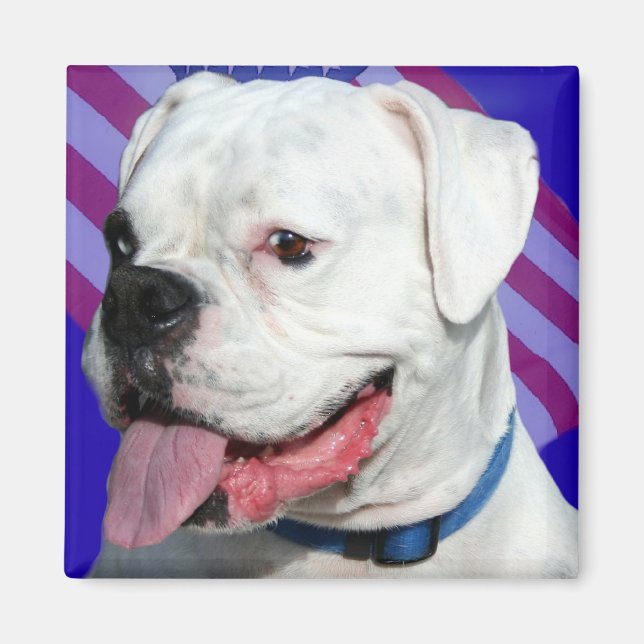 Patriotischer Weißboxer Magnet (Vorne)