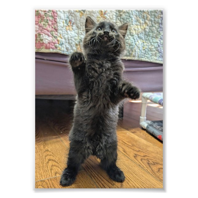 Patsy the Baby Bear (but older) Fotodruck (Vorne)