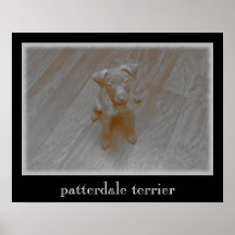 Patterdale Terrier Aged Foto Poster