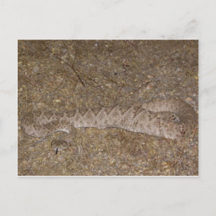 Patti Jares (Wickenburg, AZ) Rattlesnake Bite Postkarte