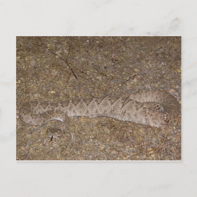 Patti Jares (Wickenburg, AZ) Rattlesnake Bite Postkarte (Vorderseite)