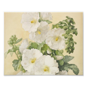 Paul De Longpre - Hollyhocks 1901 Fotodruck