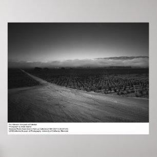 Paul Masson Vineyard bei Soledad von Ansel Adams Poster