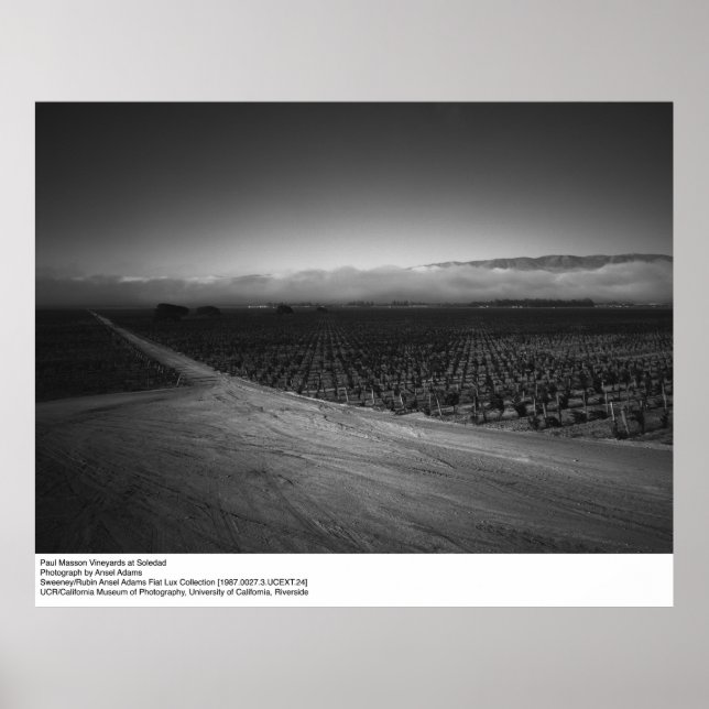 Paul Masson Vineyard bei Soledad von Ansel Adams Poster (Vorne)