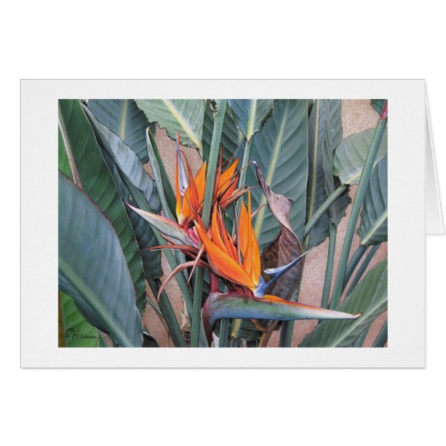Paul McGehee "Bird of Paradise" Karte (Vorderseite (Horizontal))