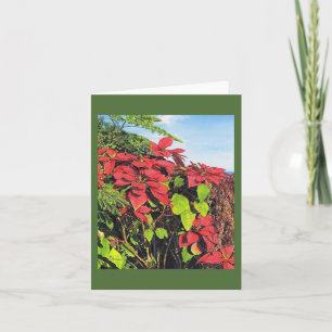 Paul McGehee "Poinsettias" Karte