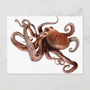 Paul The Octopus Postkarte