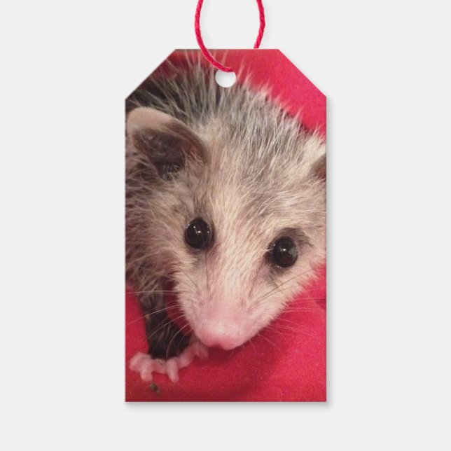 Paulee Possum Gift Tag Geschenkanhänger (Vorderseite)