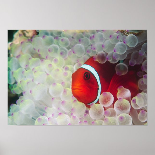 Paupau Neue Guinea, Great Barrier Reef Poster (Vorne)