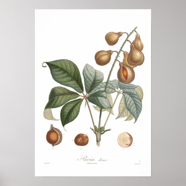 Pavia, Roter Buckeye Poster (Vorne)