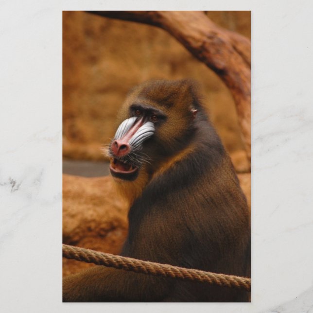 Pavian/Baboon Briefpapier (Vorderseite)
