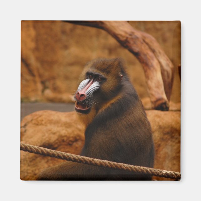 Pavian/Baboon Magnet (Vorne)