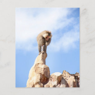 Pavianaffe auf einem Berggipfel Flyer